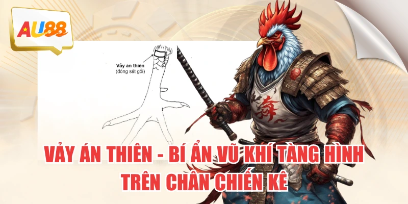 Vảy Án Thiên – Bí Ẩn Vũ Khí “Tàng Hình” Trên Chân Chiến Kê